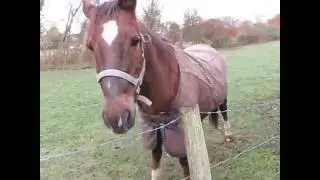 馬が言葉を理解してるような・・