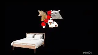 Pov you are a cat 