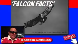 Falcon Facts. United Arab Emirates National Bird. Some amazing information about this Bird.