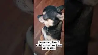 Papa Dog's Family Grows: Supporting a Growing Family 😆 #dog #dogshorts #chihuahua #trendingshorts