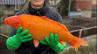Star_fishss в прямом эфире!OZBEKISTONDA YAGONABALIQ OMBOR TEZ KIRINGG😱