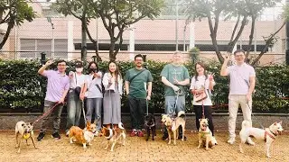 Laws For Paws Vietnam