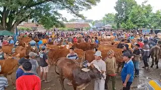 BAKUL MERUGI‼️UPDATE HARGA SAPI JANTAN HARGA MURAH || PASAR SAPI WARUJAYENG NGANJUK || 