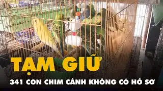 Tạm giữ 341 con chim cảnh bán trong cửa hàng không có hồ sơ hợp pháp
