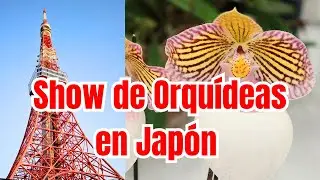 Show de Orqu&iacute;deas en Jap&oacute;n (Tokio) | All Japan Orchid Society (AJOS) | Tokyo Orchid Show (Japan) 4K