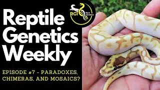 Paradoxes, Chimeras, and Mosaics? - Reptile Genetics Weekly Ep. 7