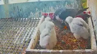 #falcons nest Cam2#85 Review mother bird feeding her chicks in the nest #birds #nature #lovebirds