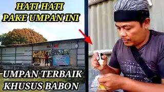 UMPAN GALAPUNG IKAN MAS TERBAIK DAN JITU