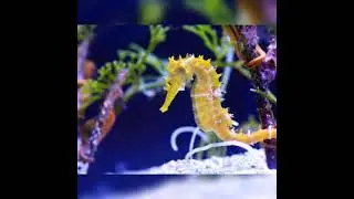 Light language invocation to Seahorse spirit guide with angelic symbol