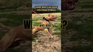 Which one would you trust to protect you? 💪#StrongestDogs #Pitbull #DogFacts #AnimalShorts #real