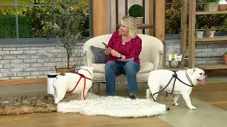Лежак для собак Paw Brands PupRug L/XL из искусственного меха с эффектом памяти на QVC