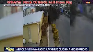 Security Footage Captures Moment Flock of Birds Crash Into the Ground on Mexican Street