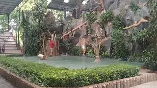 TK Islam Al Husna dalam Various Animal Presentation Taman safari Prigen