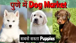 📌Pune Dog Market 🐾 Best Puppies Delivery from Pune to your home ✅