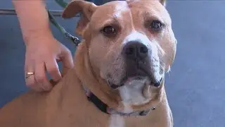 Dog adoption initiative