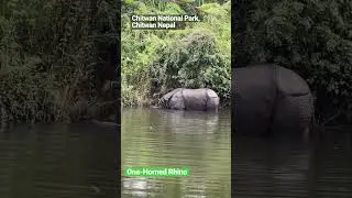 One-horned rhino at Chitwan National Park, Chitwan Nepal 🇳🇵
