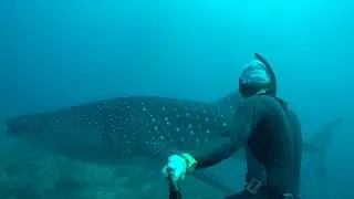Freediving with Whale Sharks - Dhangethi, Ari Atoll, Maldives 2016