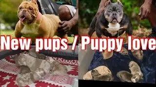 We Do this kennels new puppies available