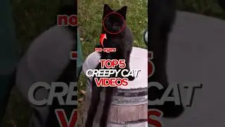 This Cat Stared Into the Dark&hellip; and Never Blinked 🥶🐱 #animals #cat #top5