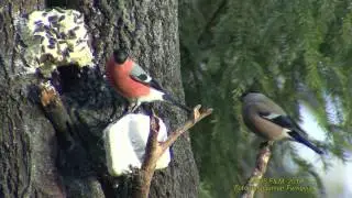 DOMHERRE  Eurasian Bullfinch  (Pyrrhula purrhula)  Klipp - 1900