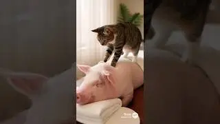 ブタさんをふみふみにゃん！ Pig massage #cute #猫 #asmr #ぶたさん