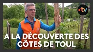 A la découverte des côtes de Toul, de ses vignes et de leurs trésors