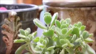 5 Things You Didn't Know About Succulents - Cotyledon Tomentosa