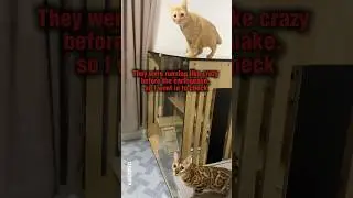 Cats sense earthquakes before we do