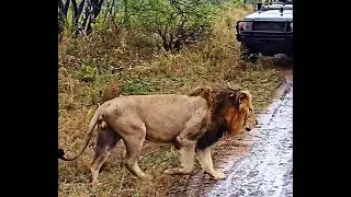 Legendary Red Road Male Lion crossing the Road | Kruger | 27 November 2025