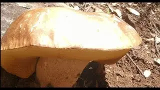boletus Edulis  y setas video protesta