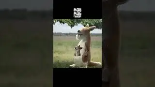 Kangaroo - MOGMOG PLANET Observation Diary | It's Anime #shorts #anime #animals