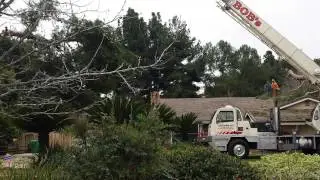 24hr Emergency Tree Services 619-381-0763 Big wood craning 1st Pluck