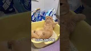 Why Cats Wake You Up in the Morning | The Real Reason Behind It