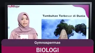 Ajeng Biologi - Gymnospermae
