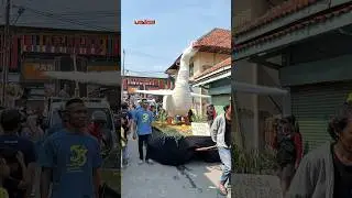 ANGSA RAKSASA mau terbang #arakarakanomaben #ogohogohomaben
