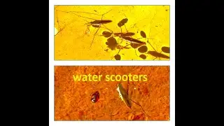 Water striders, water skeeters  VIDEO motion  by  Theo