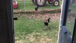 My blue Plymouth Rock chickens and spitzhauben cross roosters