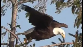 Compilation of 8 hours of Eagle watching in 5 minutes.