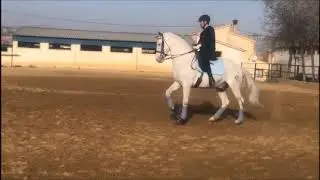 TRISETUM - PRE stallion Prix Saint George established competing for sale