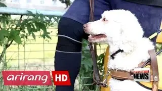 Dogs assist people with disabilities, mingle with people for emotional healing
