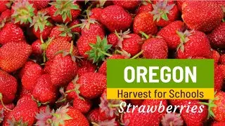 Oregon Harvest for Schools- Strawberries
