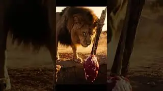 Deception with the lion #wildlife