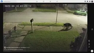 Black Bear Sighted in South Buffalo