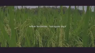 Daul Sekar Kedaton | Kerapan Sapi