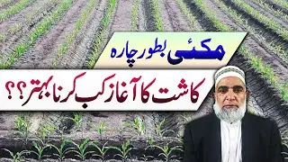When to cultivate Maize as Fodder purpose || Crop Reformer