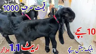 Beautiful Amritsar Black Beetle Goat Kids At Umar Goat Farm
