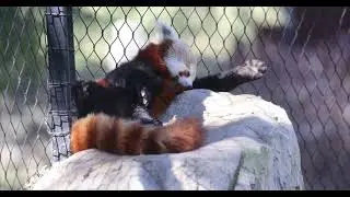 Inverted Red Panda