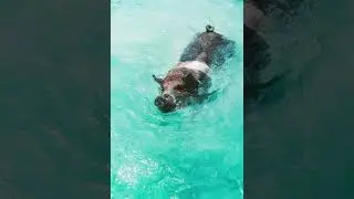 Pig Island Bahamas Instagram vs Reality #Shorts