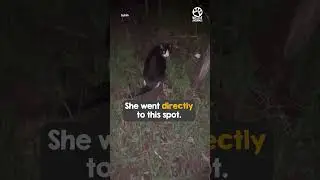 Beautiful clever cat 🐈&zwj;⬛