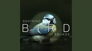 Mesmerizing Sounds